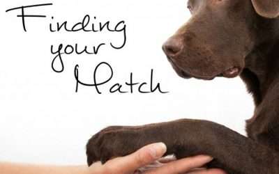 Dog Breed Selector Tool – Pick the Right Dog From The Start