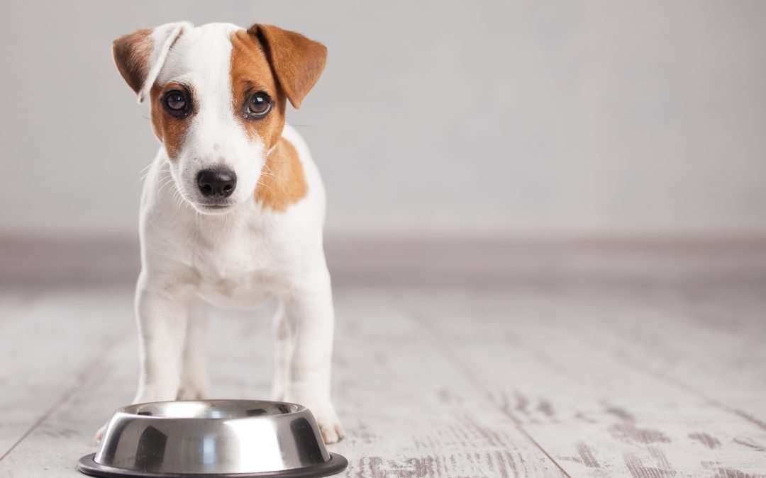 Top Dog Food Review Sites