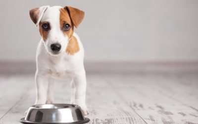 Top Dog Food Review Sites