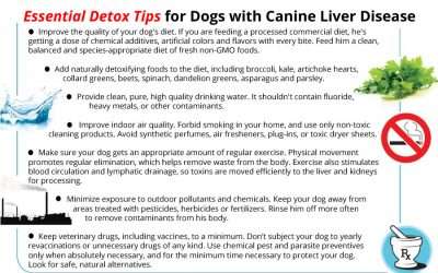 8 Essential Detox Tips for Dogs with Canine Liver Disease