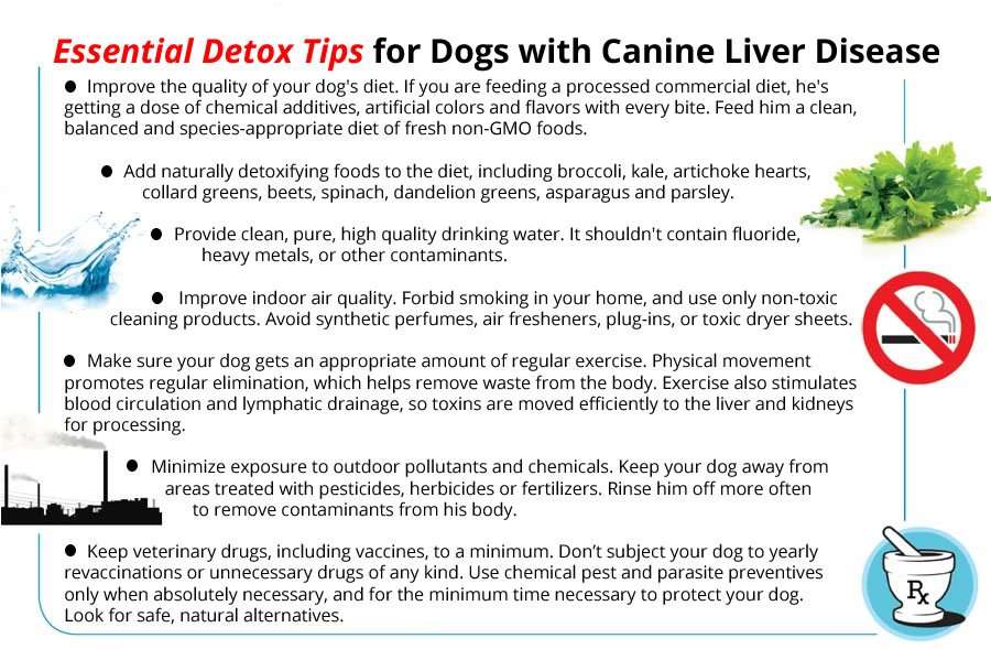 8 Essential Detox Tips for Dogs with Canine Liver Disease