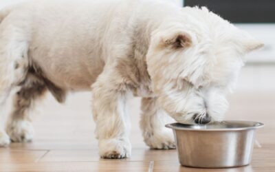 What to Feed Your Dog After an Elimination Diet